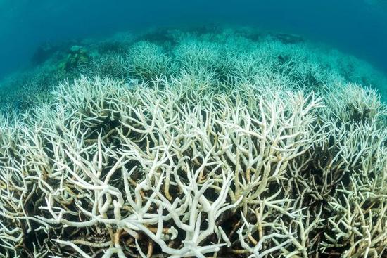 澳大利亚昆士兰州大堡礁北部的珊瑚礁在白化(图片来源:nature picture